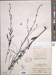 Image result for Buchnera chimanimaniensis