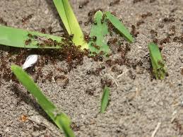1400 newmark ave, coos bay, or 97420, usa adresas. Pest Control Company In Medford Or Bill S Bug E Inc