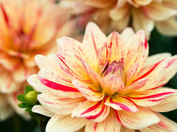 12 bright yellow blooms on a strong sturdy plant. Drool Worthy Dahlia Varieties For Every Garden And Bouquet Sunset Sunset Magazine