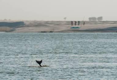 Vikramshila Gangetic Dolphin Sanctuary, AI generated