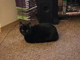 If you have a cat, you may know what i mean; Why Do Cats Like Lounging In The Bread Loaf Position