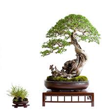Philippine Bonsai Show 2016 Homegardeningph