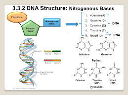 The hydrogen bonds are weak, allowing dna to 'unzip'. 3 3 1 Dna Structure Dna Is A Polymer Of Nucleotides 1 Sugar 5c 2 Phosphate Group C 5 3 Nitrogenous Base C 1 Phosphate Pentose Sugar Nitrogenous Ppt Download