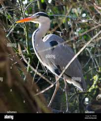 Haslam park hi-res stock photography and images