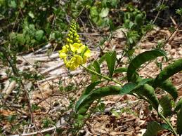 Image result for Acridocarpus chloropterus