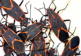 How To Get Rid Of Boxelder Bugs Pest Control Best Pest Control Insect Control