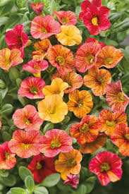 Image result for Barleria sunzuana