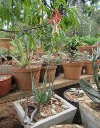 Image result for Aloe mzimbana