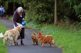 Senior Lady Dog Walker Free Stock Photo Pet Sitting Jobs Senior Dog Dog Walking
