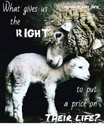 Pin By Martha On Animals Animal Activism Vegan Animals Animal Rights