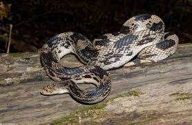 Pine Snake Pine Snake Snake Reptiles