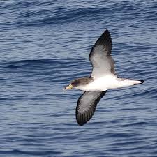 Image result for Dissotis caloneura