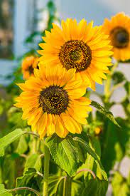 We did not find results for: 15 Best Annual Flowers Annual Flowers List