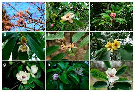Image result for Magnoliaceae