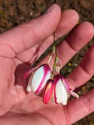 Image result for Hesperantha longicollis