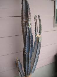 Sometimes just the base of the cactus, and not the roots, is affected by water that does not drain. Help My Cactus Is Turning Purple Black Ubc Botanical Garden Forums