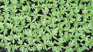 They are also great for insects that pollinate, such as bees and butterflies. How To Grow Marigolds In Your Garden For Food And Pest Control