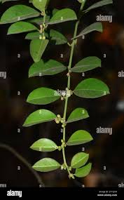 Image result for Scutia