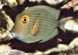 Resultado De Imagen Para Ctenochaetus Strigosus Imagenes Oceano