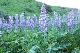 Image result for Lupinus mexicanus