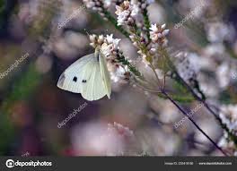 Cabbage White Butterfly Pieris Rapae Drinking Nectar