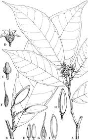 Image result for Icacinaceae