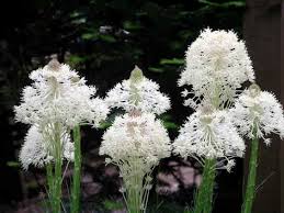 Image result for Neoholstia tenuifolia