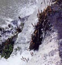 Image result for Hydrostachys insignis