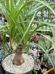 Image result for Beaucarnea recurvata