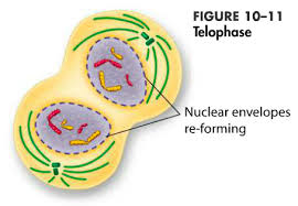 Meiosis is one form of cell division, whereby four unique haploid cells are produced from one diploid parent cell. Student Exploration Meiosis Flashcards Quizlet