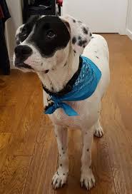 Check spelling or type a new query. My Dalmatian Lab Pit Mix After His Bath Imgur