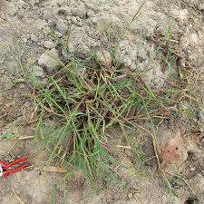 Image result for Sacciolepis africana