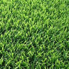 Kurapia Installation Care Kurapia Sod Ground Cover Lawnnation Com In 2021 Zoysia Sod Ground Cover Lawn Care