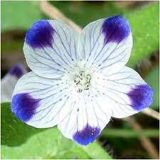 Grow Five Spot Flowers From Freshly Harvested Nemophila Maculata Wildflower Seeds Five Spot Is An Annual Flowe Planting Flowers Wildflower Seeds Black Flowers