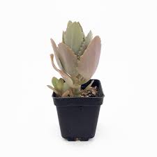 Image result for Kalanchoe laciniata
