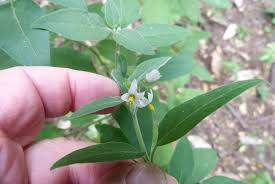 Image result for Solanum chenopodioides