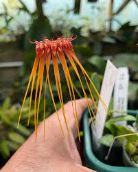 Image result for Bulbophyllum vulcanicum