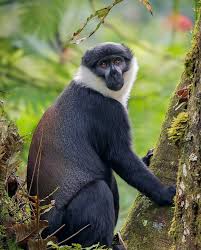 Image result for Dicoma galpinii