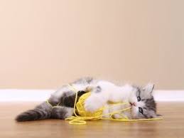 If your cat periodically vomits a yellow bile substance followed or accompanied by a wet wad of hair, this is a natural habit for felines, and there is little to the feline body will then produce bile to expel the undigested meal. Why Is My Cat Throwing Up Yellow Liquid