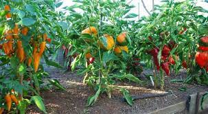 It involves cutting away portions of your plants to improve their overall shape. 8 Vegetables And Herbs That Require Little Effort And Will Regrow Forever Vegetable Garden Design Growing Vegetables Growing Peppers