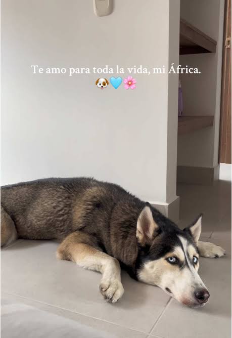 Te quiero para toda la vida: Husky y amor animal