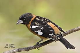 Rare Bird Sighting Bird Sightings Rare Birds Bird