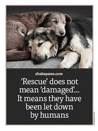 Maybe you would like to learn more about one of these? Adoptrescue Fosteranimal Dog Quotes Dogs Dog Love