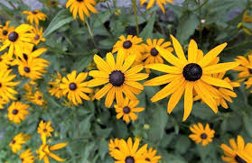 There're prepared for download, if you appreciate and want to take it, click save symbol on the web page, and it will be directly saved in your pc. Orange Daisy Flowers With Black Center Hi Res 720p Hd