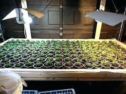 King plus 1200w double chips. Best Lighting For Growing Plants Indoors Indoor Vegetable Gardening Growing Plants Indoors Growing Vegetables Indoors