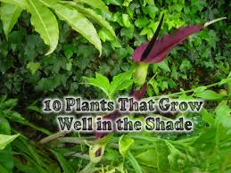 These shade perennials boast beautiful leaf colors and delicate, exotic flowers—and some have irresistibly cool lacey, toothed leaves and feathery plumes of pink, white, red, or purple flowers bloom in profusion in early to midsummer. 10 Plants That Grow Well In The Shade Dengarden