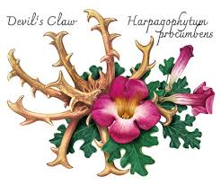 Image result for Harpagophytum zeyheri