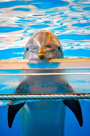 Just Chillin In The Pool Animals Animals Beautiful Dolphins