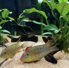 Pin On Peces