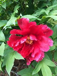 Gorgeous Fuchsia Peonies Gardening Flowers Ontario Thegarden Thefiftyacregarden Com Peonies Flowers Fuchsia